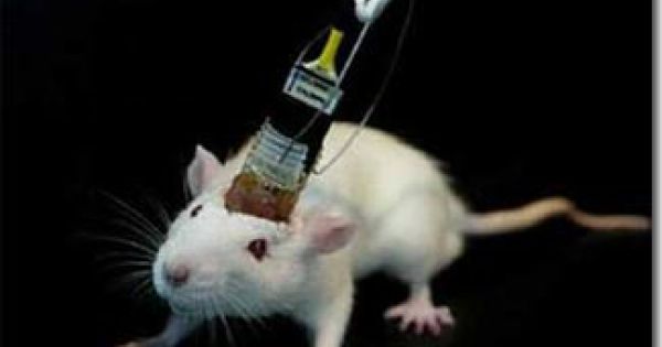 Thụy Sĩ trưng cầu dân ý để trở thành nước đầu tiên cấm thử nghiệm thuốc trên động vật