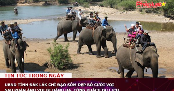 UBND tỉnh Đắk Lắk chỉ đạo sớm bỏ dịch vụ cưỡi voi, sau phản ánh voi bị hành hạ, cõng khách du lịch