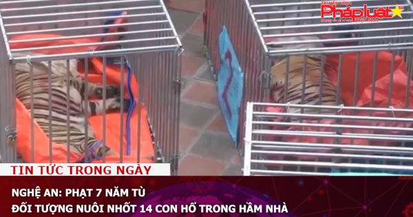 Nghệ An: Phạt 7 năm tù đối tượng nuôi nhốt 14 con hổ trong hầm nhà