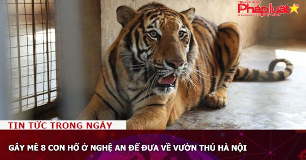 Gây mê 8 con hổ ở Nghệ An để đưa về vườn thú Hà Nội