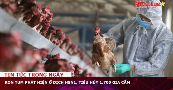 Kon Tum phát hiện ổ dịch H5N1, tiêu hủy 1.700 gia cầm