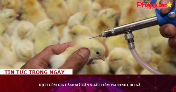 Dịch cúm gia cầm: Mỹ cân nhắc tiêm vaccine cho gà