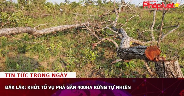 Đắk Lắk: Khởi tố vụ phá gần 400ha rừng tự nhiên