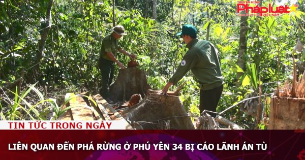 Liên quan đến phá rừng ở Phú Yên 34 bị cáo lãnh án tù