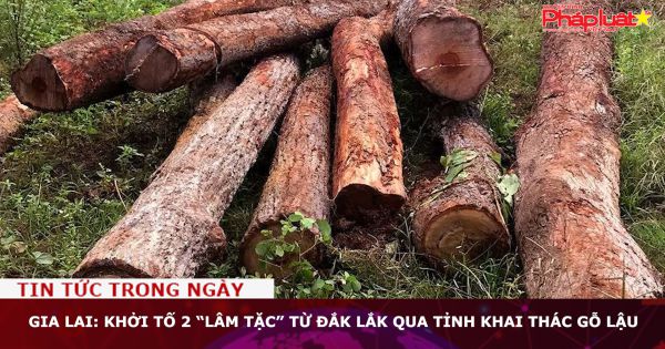 Gia Lai: Khởi tố 2 “lâm tặc” từ Đắk Lắk qua tỉnh khai thác gỗ lậu