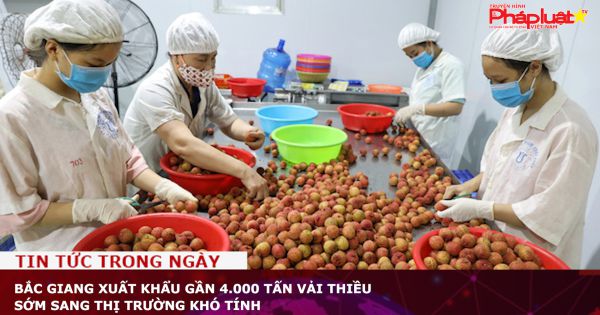 Bắc Giang xuất khẩu gần 4.000 tấn vải thiều sớm sang thị trường khó tính