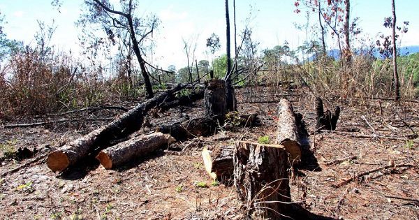 Yên Bái: Nhiều diện tích rừng sản xuất tại Văn Chấn bị tàn phá