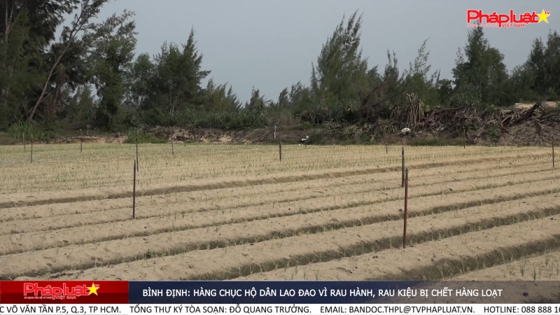Bình Định: Hàng chục hộ dân lao đao vì rau hành, rau kiệu bị chết hàng loạt