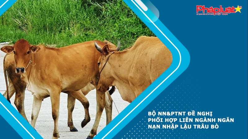 Bộ NN&PTNT đề nghị phối hợp liên ngành ngăn nạn nhập lậu trâu bò