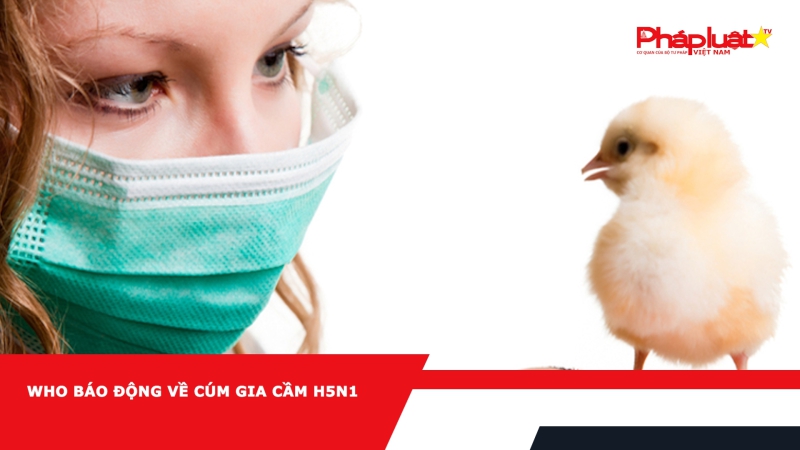 WHO báo động về cúm gia cầm H5N1