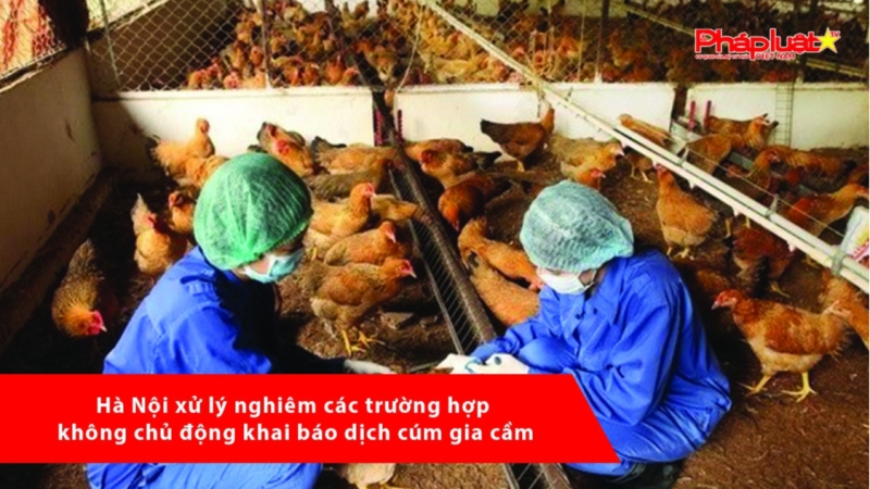 Hà Nội xử lý nghiêm các trường hợp không chủ động khai báo dịch cúm gia cầm