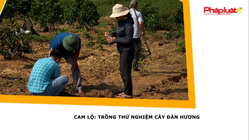 Cam Lộ- Quảng Trị: Trồng thử nghiệm cây đàn hương