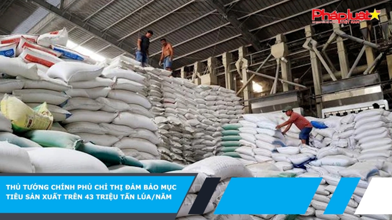 Thủ tướng Chính phủ chỉ thị đảm bảo mục tiêu sản xuất trên 43 triệu tấn lúa/năm