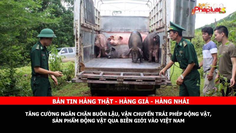 Bản tin chung tay cùng doanh nghiệp phòng chống Hàng gian- Hàng giả- Hàng nhái: Tăng cường ngăn chặn buôn lậu, vận chuyển trái phép động vật, sản phẩm động vật qua biên giới vào Việt Nam