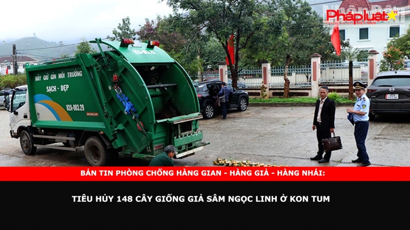 Bản tin chung tay cùng doanh nghiệp phòng chống Hàng gian- Hàng giả- Hàng nhái: Tiêu hủy 148 cây giống giả sâm Ngọc Linh Ở Kon Tum