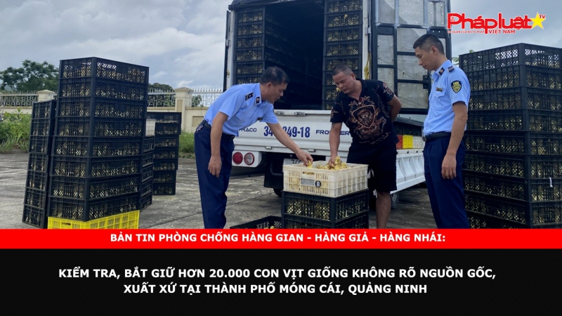 Bản tin chung tay cùng doanh nghiệp phòng chống Hàng gian- Hàng giả- Hàng nhái: Kiểm tra, bắt giữ hơn 20.000 con vịt giống không rõ nguồn gốc, xuất xứ tại thành phố Móng Cái, Quảng Ninh
