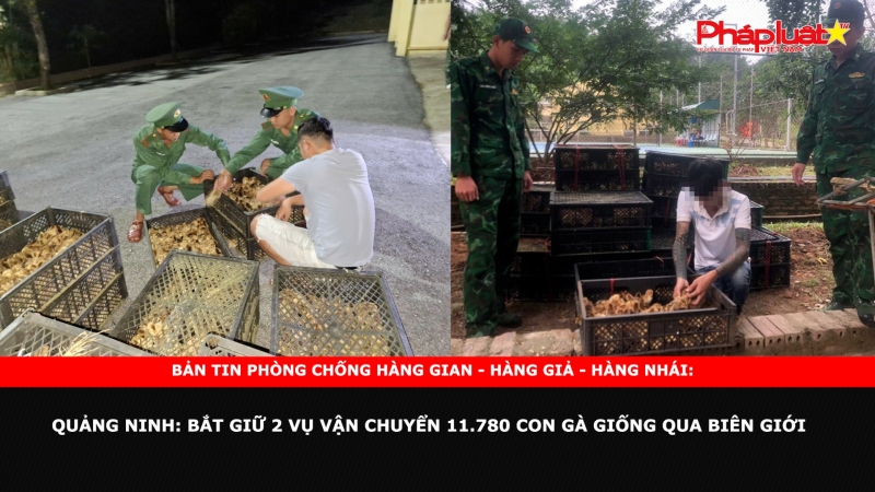 Bản tin chung tay cùng doanh nghiệp phòng chống Hàng gian- Hàng giả- Hàng nhái ngày 27/9/2024 - Quảng Ninh: Bắt giữ 2 vụ vận chuyển 11.780 con gà giống qua biên giới