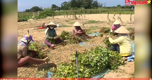 Nông dân đảo Lý Sơn trúng mùa đậu phụng