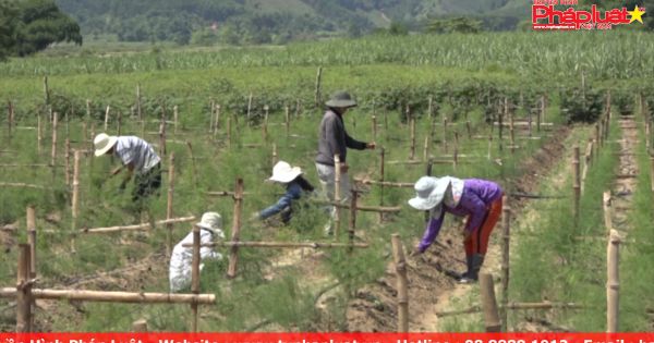 Măng tây xanh - cây trồng tiềm năng của nông dân Quảng Ngãi