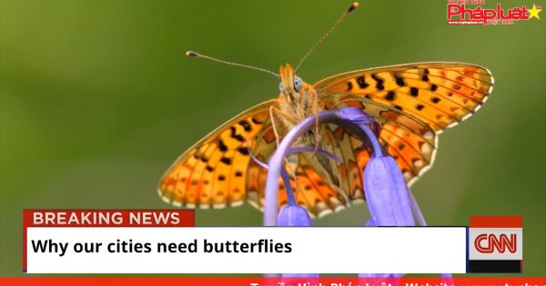 Tại sao các thành phố của chúng ta cần có bướm