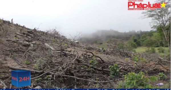 Bình Định: Bắt nghi phạm chủ mưu vụ phá 61ha rừng