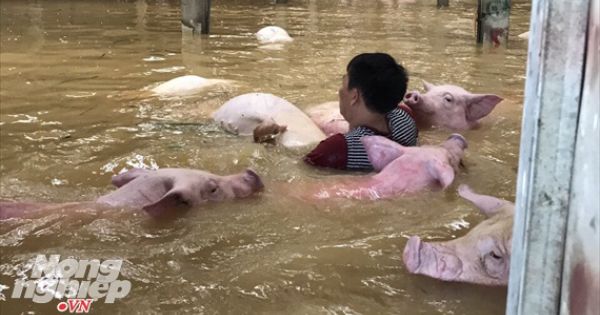 Thanh Hóa: Trại lợn gần 4.000 con bị xóa sổ sau ngập lụt