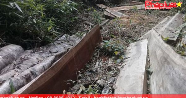 Gia Lai: Rừng bị phá nằm ngay gần trạm bảo vệ rừng