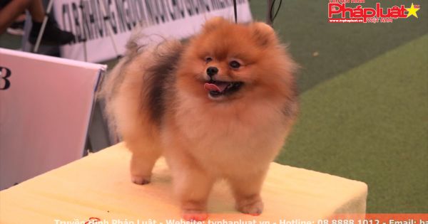 Độc đáo cuộc thi dành cho chó cưng duy nhất tại Việt Nam