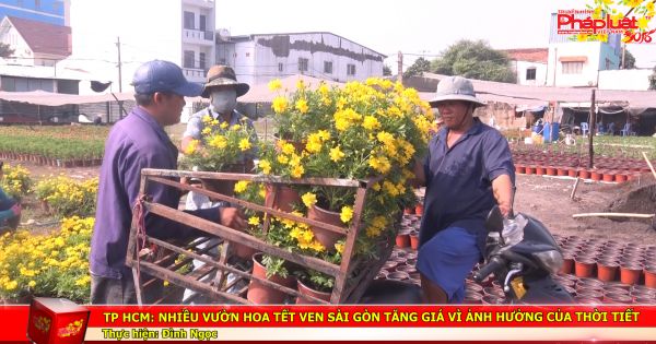 TP HCM: Nhiều vườn hoa Tết ven Sài Gòn tăng giá vì ảnh hưởng của thời tiết