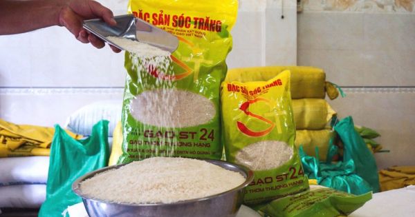 Cấp chứng nhận chuẩn hữu cơ quốc tế đối với gạo ST24
