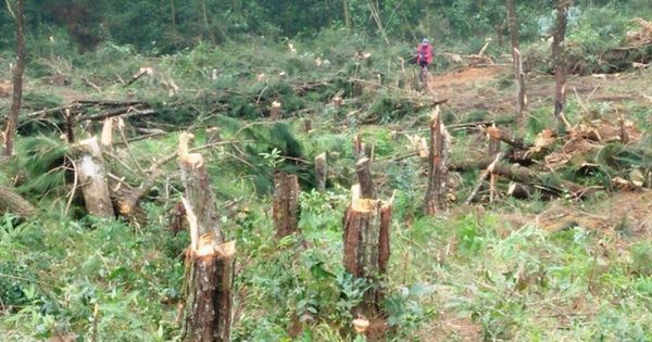 Khánh hòa: Ồ ạt phá rừng, chiếm đất trên các đảo ở Bắc Vân Phong