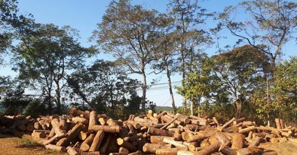 Đắk Nông: Khởi tố cán bộ kiểm lâm địa bàn trong vụ phá rừng thông