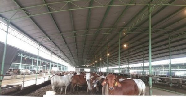 Hà Tĩnh: Bắt 2 giám đốc chiếm đoạt 110 tỷ tại dự án nuôi bò