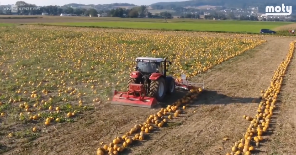 Cỗ máy giúp nhặt hạt bí trên cánh đồng khổng lồ