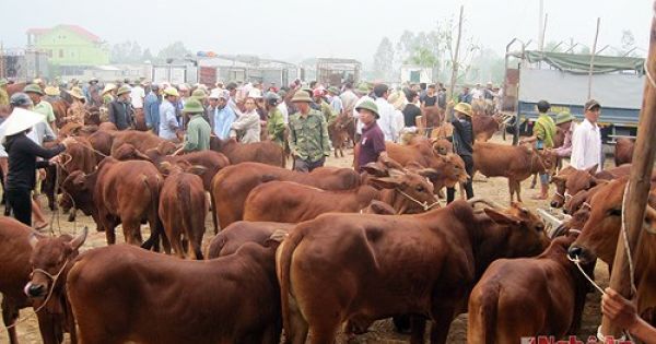 Chợ trâu, bò mọc tự phát hơn 4 năm qua nhưng không bị xử lý