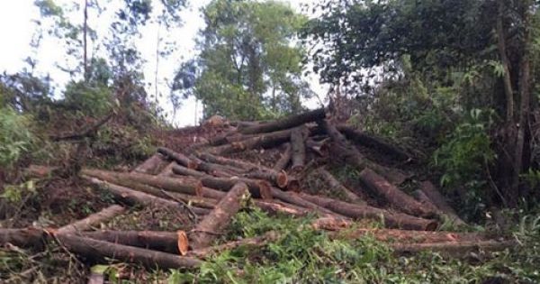 Bình Định: Khởi tố vụ khai thác hơn 100m3 gỗ trái phép