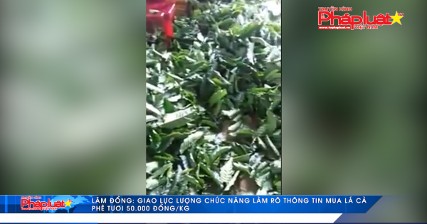 Lâm Đồng: Làm rõ thông tin mua lá cà phê tươi 50.000 đồng/kg
