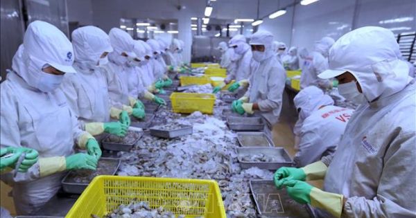 Xuất khẩu hải sản sang EU bị tác động mạnh bởi thẻ vàng IUU