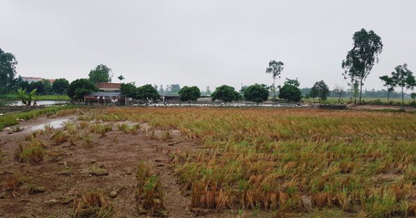 Dự án nuôi trồng thủy sản 12 tỷ đồng ở Hà Nam bị bỏ hoang
