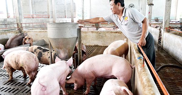 Đồng Nai ngăn chặn khẩn cấp bệnh dịch tả lợn châu Phi