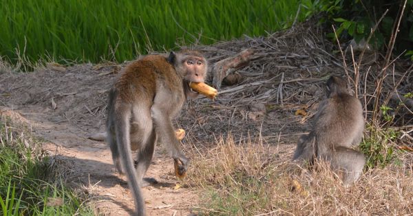 Nhiều người bị bầy khỉ xổng chuồng ở Sóc Trăng tấn công