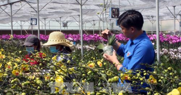 Đà Lạt có khoảng 1.500 ha hoa phục vụ thị trường Tết