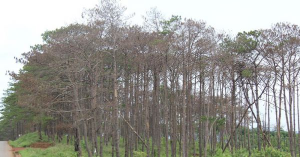 Đắk Nông thu hồi dự án đất rừng của vợ nguyên phó giám đốc công an