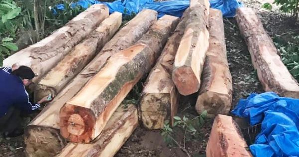Khởi tố vụ cất giấu hàng chục m³ gỗ lậu “sát nách” kho gỗ