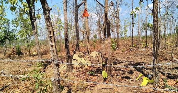 Ðắk Lắk: Ðể mất hơn 10.500 ha rừng, Phó giám đốc vẫn được thăng chức