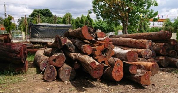 Đắk Nông: Trạm trưởng trạm kiểm lâm nhận tiền hối lộ của trùm gỗ lậu Phượng “râu“