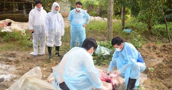 Thừa Thiên Huế: Phát hiện ổ dịch tả lợn châu Phi thứ hai