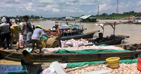 Công an vào cuộc điều tra nguyên nhân gần 340 tấn cá bè bị chết trên sông La Ngà