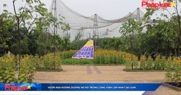 Vườn hoa hướng dương nở rộ trong công viên lớn nhất Sài Gòn