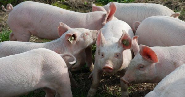 Trung Quốc siết chặt nhập khẩu thịt lợn từ Canada